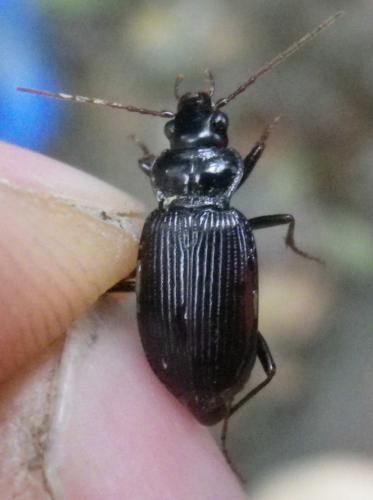 Réf. 217 582 : Nebria brevicollis